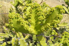 Euphorbia tortilis